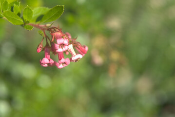 arbusto de flores rosas