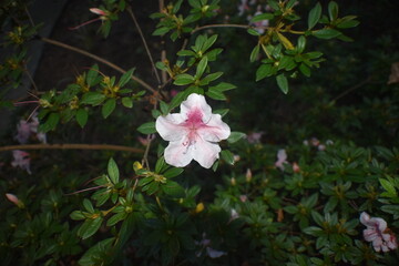 pink and white flowers