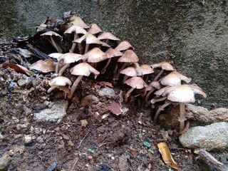 fungos - regra dos terços