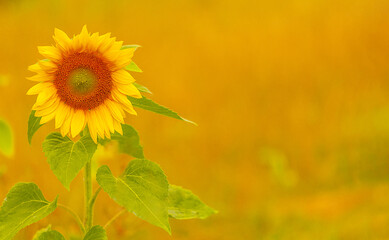 Sonnenblume Panorama Bokeh und Platz für Text	
