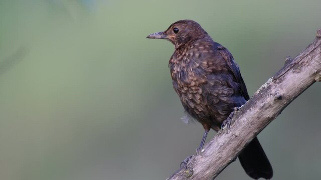 Common blackbird young Turdus merula in the wild. Close up.