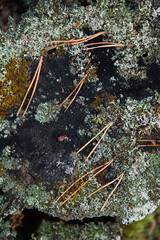 Close up background of forest micro plants.
