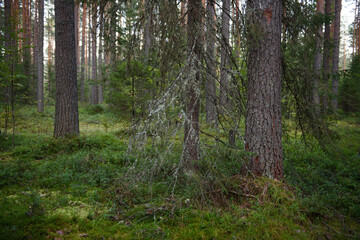 Forest landscapes before dusk.
