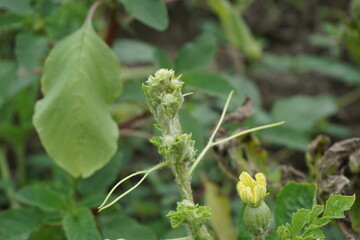 Watermelon leaves with a natural background