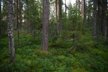 Forest landscapes before dusk.