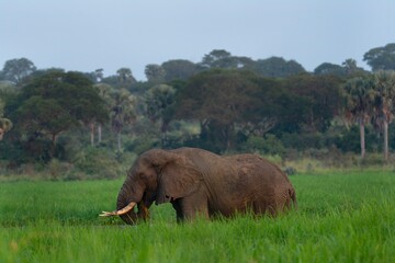 Bush elephants in the Ugandan park. Elephant eating grass. Safari in the Africa. 