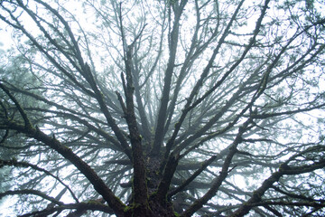 PARQUE NACIONAL NEVADO DE COLIMA