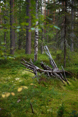 The roots of a tree in a swamp in the forest