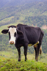 black and white cow in a colombian mountain