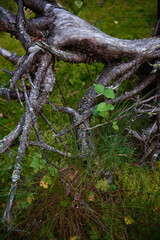 The roots of a tree in a swamp in the forest