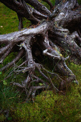 The roots of a tree in a swamp in the forest