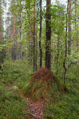 An anthill in the forest close-up.