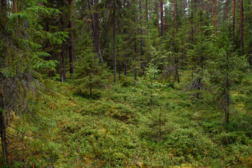 Landscape. Smapy area in the forest