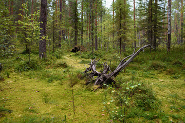 Landscape. Smapy area in the forest