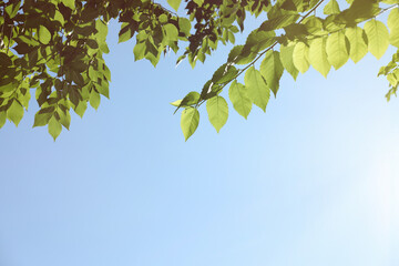 Tree branches with green leaves against blue sky on sunny day