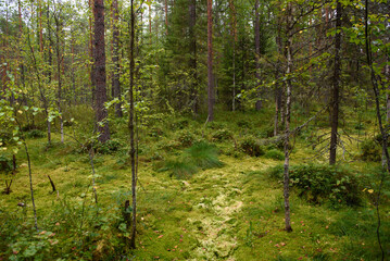 Landscape. Smapy area in the forest