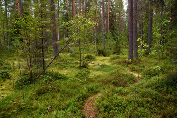 Landscape. Smapy area in the forest