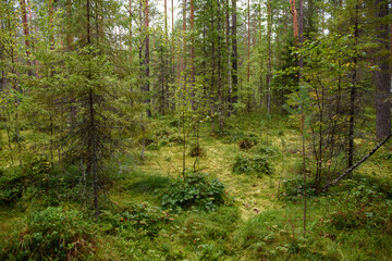 Fototapeta na wymiar Landscape. Smapy area in the forest