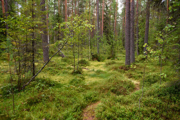 Landscape. Smapy area in the forest