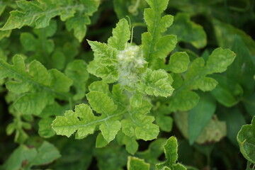 Watermelon leaves with a natural background
