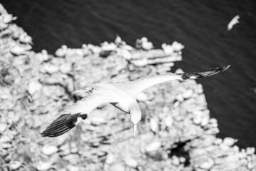 Close up of single Gannet Flying, Large wingspan White Sea-Bird, over cliffs with a large nesting population of birds below on cliff-face in the background with blue sky and ocean. Birds Gliding