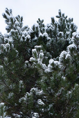 Winter Evergreen Tree Texture