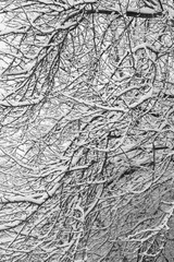 Tree Branch Snow Texture