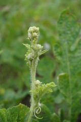Watermelon leaves with a natural background