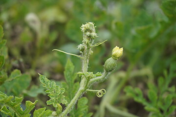 Watermelon leaves with a natural background