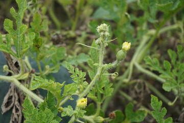 Watermelon leaves with a natural background