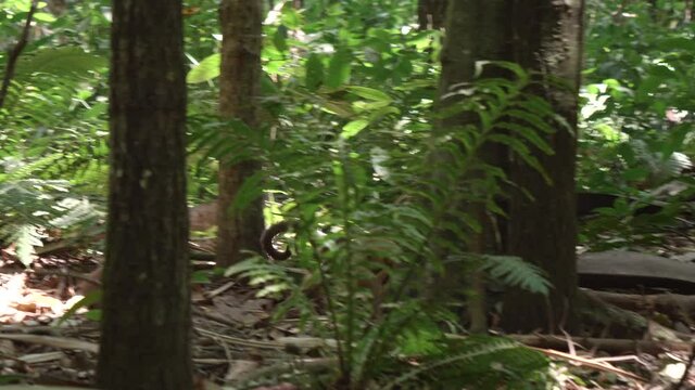 Female black-striped capuchin crosses the forest floor with her baby hanging on her back