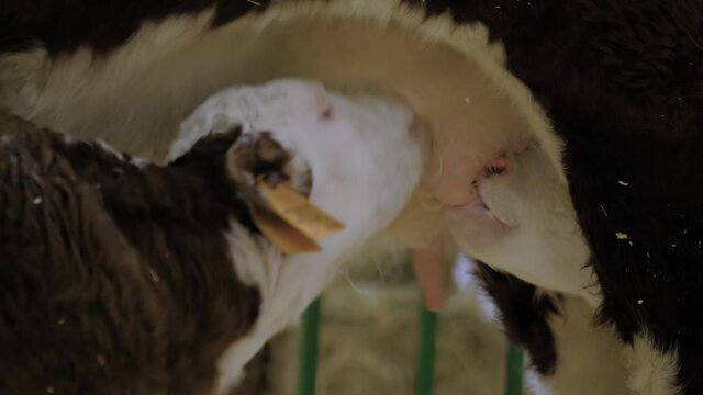 Two cute brown and white calves drinking milk from mother cow udder in stable at agricultural animal exhibition, cattle farm - close up side view. Farming, suckling, feeding, agriculture concept