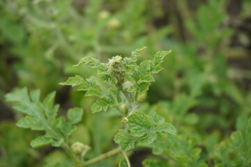 Watermelon leaves with a natural background