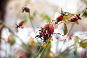 overripe frozen pink rose hips hang on branches without leaves in the garden in winter close-up