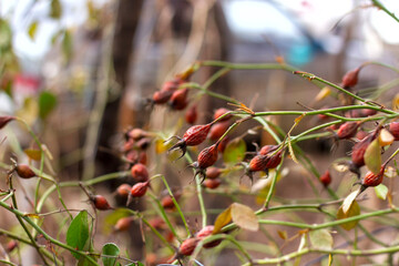 overripe frozen pink rose hips hang on branches without leaves in the garden in winter close-up