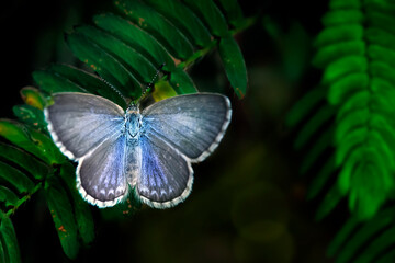 Little white Bog copper butterfly in various beautiful moment with natural colorful background