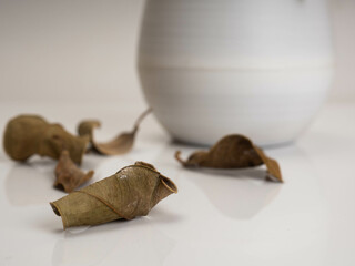 A dried plant on a white plastic pot