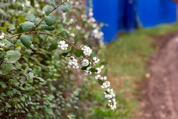 snowberry in autumn with white berries on a branch along the fence of the mesh netting perspective
