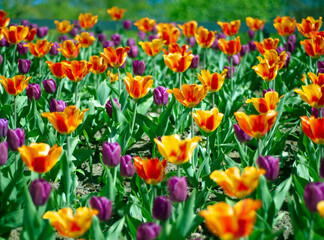 Tulip Flower Texture