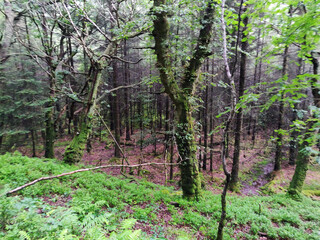 Wicklow Mountains National Park, Ireland
