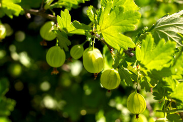 Fototapeta premium green gooseberry berries on a close-up branch