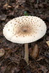 A beautiful poisonous mushroom grows in the forest. Mushroom white toadstool.