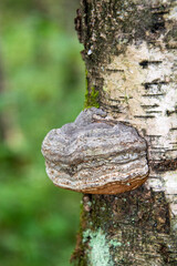 Chaga. Birch medicinal mushroom.