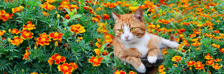 Ginger cat in bright colors. The kitten lies on a background of red and yellow marigolds.
