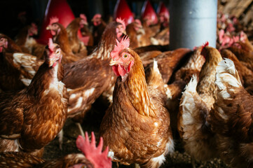 chicken