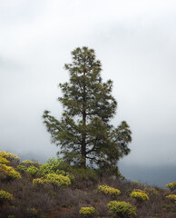 Obraz premium High mountain Canary pine tree.