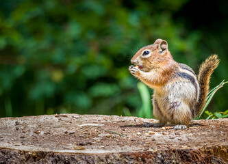 Chipmunk atop stump