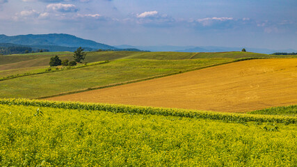 美瑛　黄色い花と丘の風景