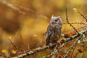 Owl in autumn. Scops Owl, Otus scops, perched on European larch branch in dark colorful autumn forest. Close-up detail portrait of small bird in natural habitat. Wildlife animal scene from nature.