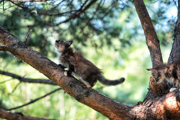 Lovely maine coon kittens sitting on a tree in a forest in summer.